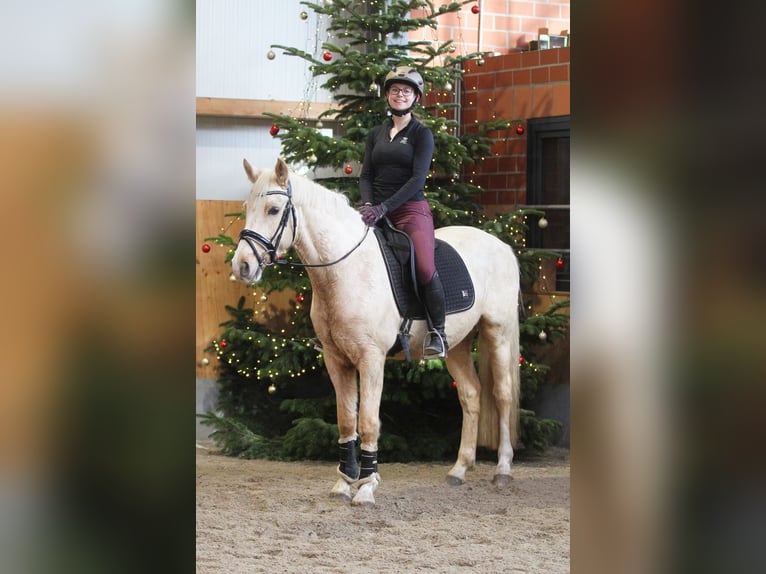 Poni alemán Caballo castrado 6 años 153 cm in Stuhr