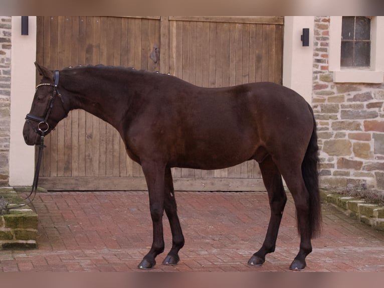 Poni alemán Caballo castrado 6 años 153 cm Negro in Alfhausen