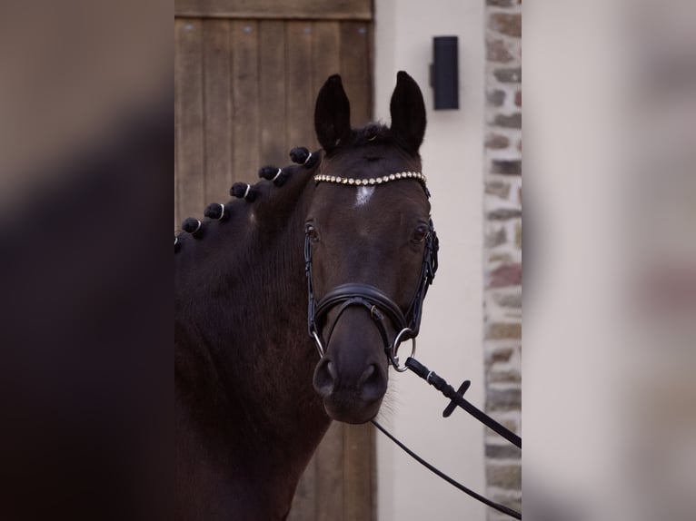 Poni alemán Caballo castrado 6 años 153 cm Negro in Alfhausen