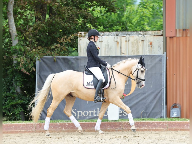 Poni alemán Caballo castrado 6 años 153 cm Palomino in Stuhr