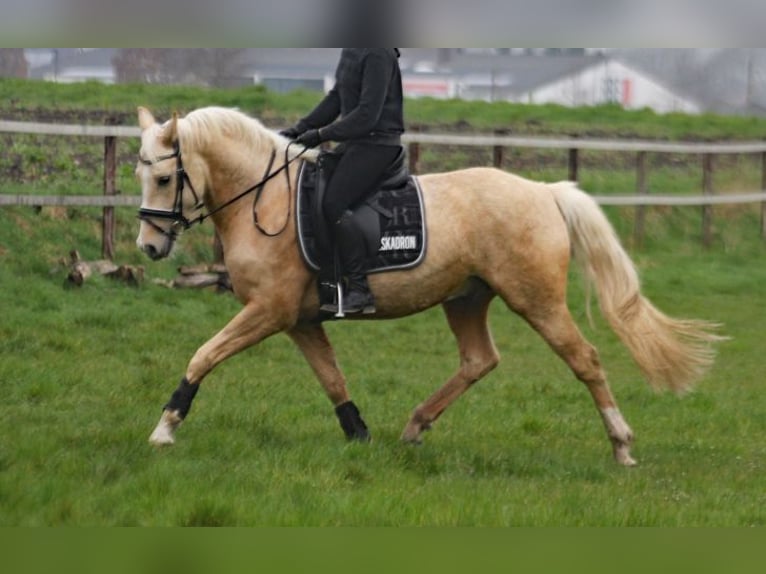 Poni alemán Caballo castrado 6 años 153 cm Palomino in Stuhr