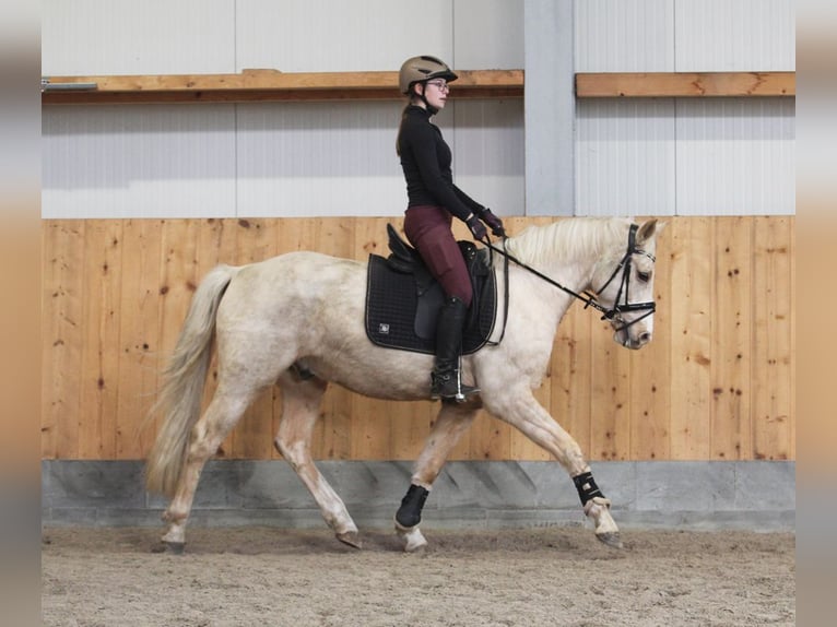 Poni alemán Caballo castrado 6 años 153 cm Palomino in Stuhr