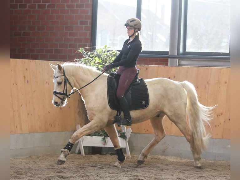 Poni alemán Caballo castrado 6 años 153 cm Palomino in Stuhr