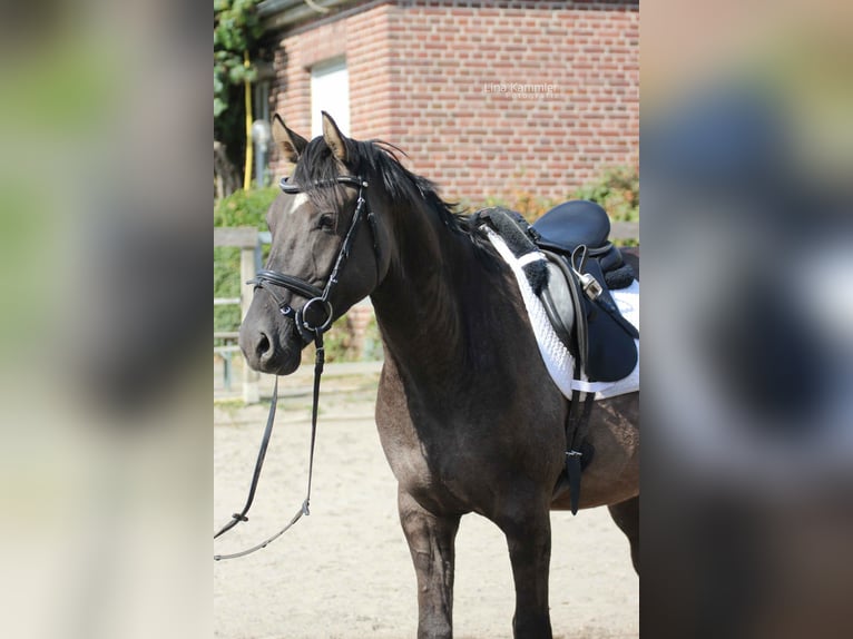 Poni alemán Caballo castrado 6 años 153 cm Ruano azulado in Tönisvorst