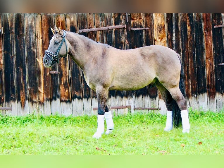 Poni alemán Caballo castrado 6 años 154 cm in Crailsheim