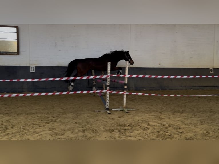 Poni alemán Caballo castrado 6 años 154 cm Castaño in Erkelenz