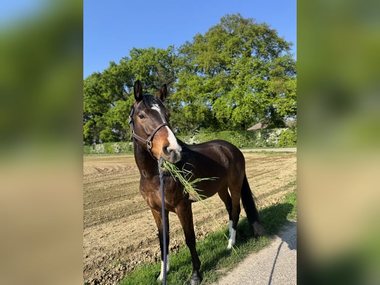 Poni alemán Caballo castrado 6 años 154 cm Castaño in Erkelenz