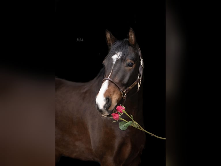 Poni alemán Caballo castrado 6 años 154 cm Castaño in Erkelenz