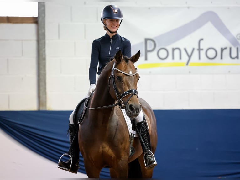 Poni alemán Caballo castrado 6 años 154 cm Morcillo in Marsberg