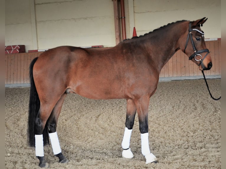 Poni alemán Caballo castrado 6 años 155 cm Castaño in Duderstadt