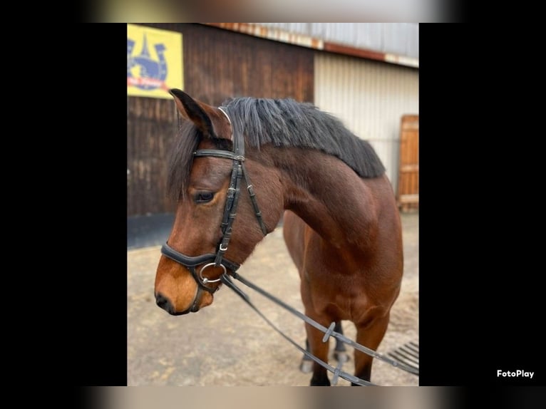 Poni alemán Caballo castrado 6 años 155 cm Castaño in Südharz