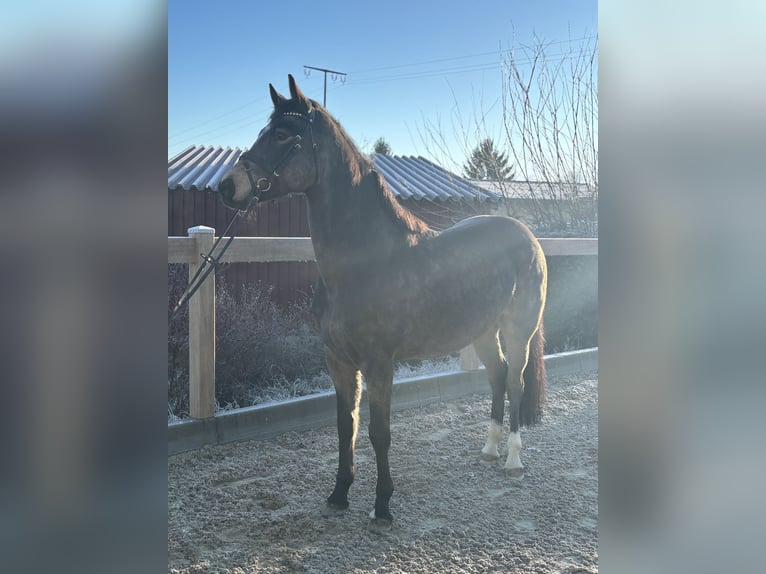 Poni alemán Caballo castrado 6 años 155 cm Castaño in Iggingen