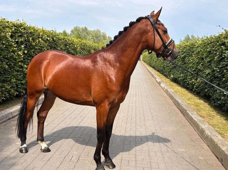 Poni alemán Caballo castrado 6 años 155 cm Castaño oscuro in Krefeld