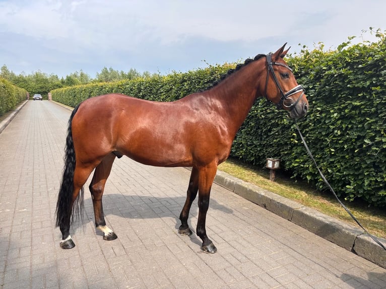 Poni alemán Caballo castrado 6 años 155 cm Castaño oscuro in Krefeld