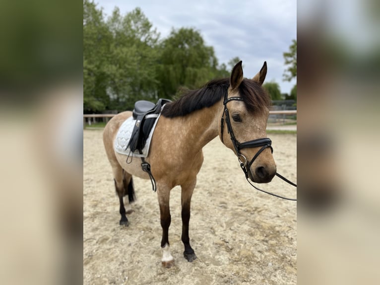 Poni alemán Caballo castrado 6 años 157 cm Bayo in Schleißheim