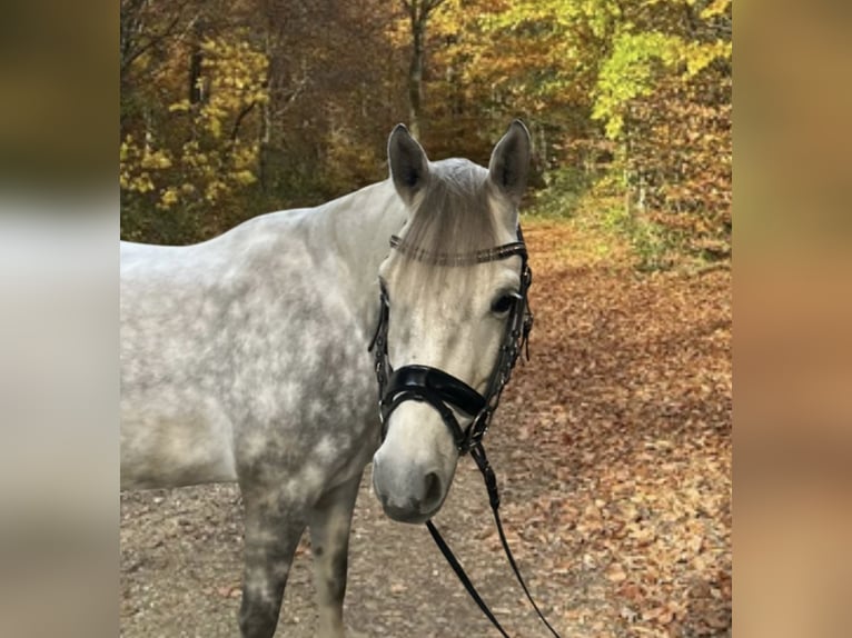 Poni alemán Caballo castrado 6 años 157 cm Tordo in Merzig