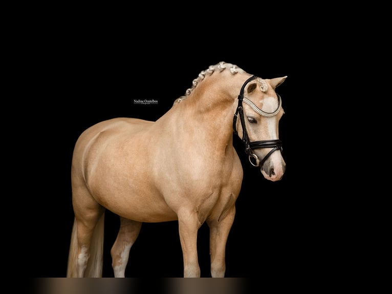 Poni alemán Caballo castrado 7 años 116 cm Palomino in Oost West en Middelbeers
