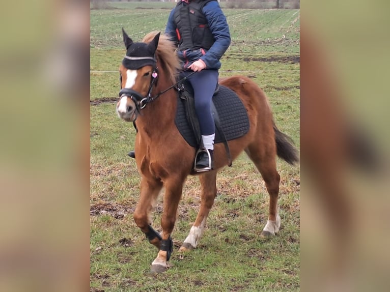 Poni alemán Mestizo Caballo castrado 7 años 130 cm Alazán in Nordhorn