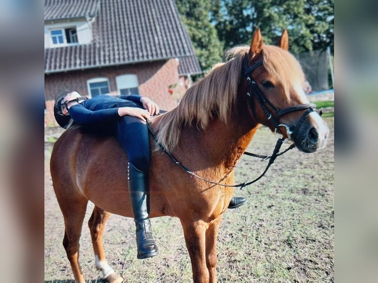 Poni alemán Mestizo Caballo castrado 7 años 130 cm Alazán in Nordhorn