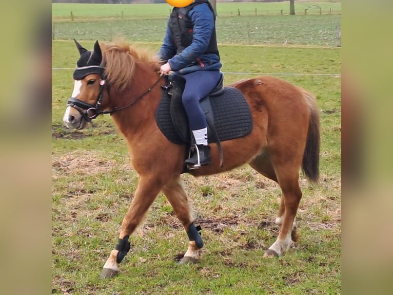 Poni alemán Mestizo Caballo castrado 7 años 130 cm Alazán in Nordhorn
