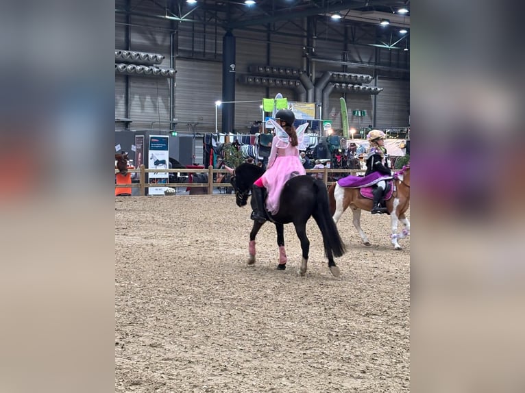 Poni alemán Mestizo Caballo castrado 7 años 136 cm Negro in Heede