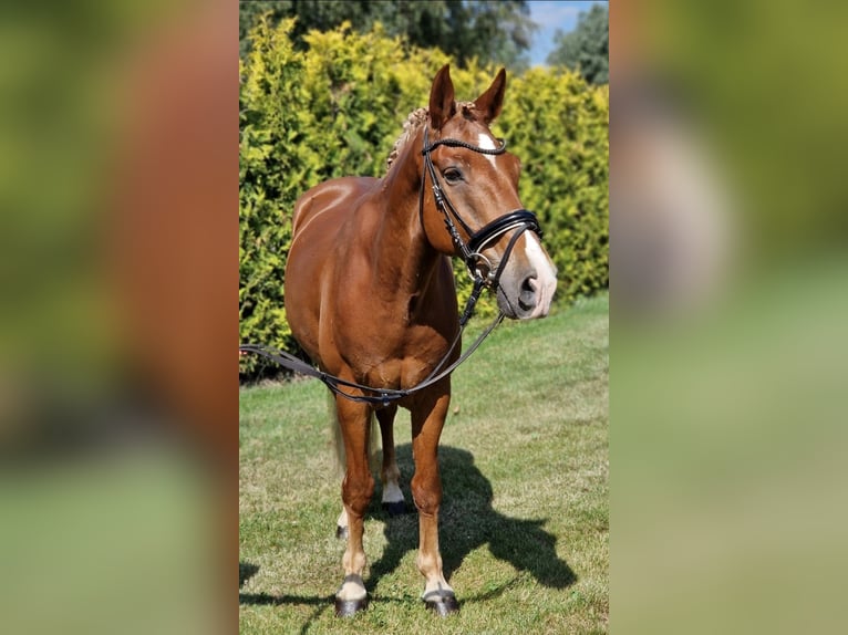 Poni alemán Mestizo Caballo castrado 7 años 142 cm Alazán in Kaldenkirchen