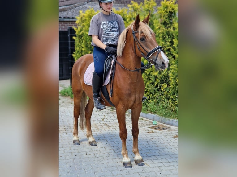 Poni alemán Mestizo Caballo castrado 7 años 142 cm Alazán in Kaldenkirchen