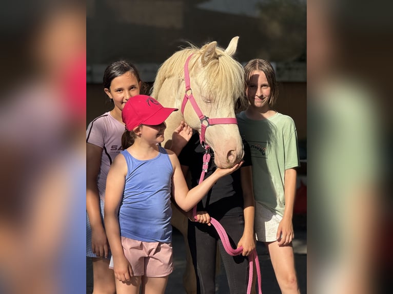 Poni alemán Caballo castrado 7 años 142 cm Cremello in Bergheim