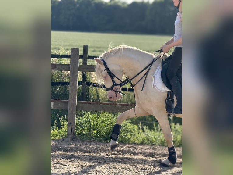 Poni alemán Caballo castrado 7 años 142 cm Cremello in Bergheim