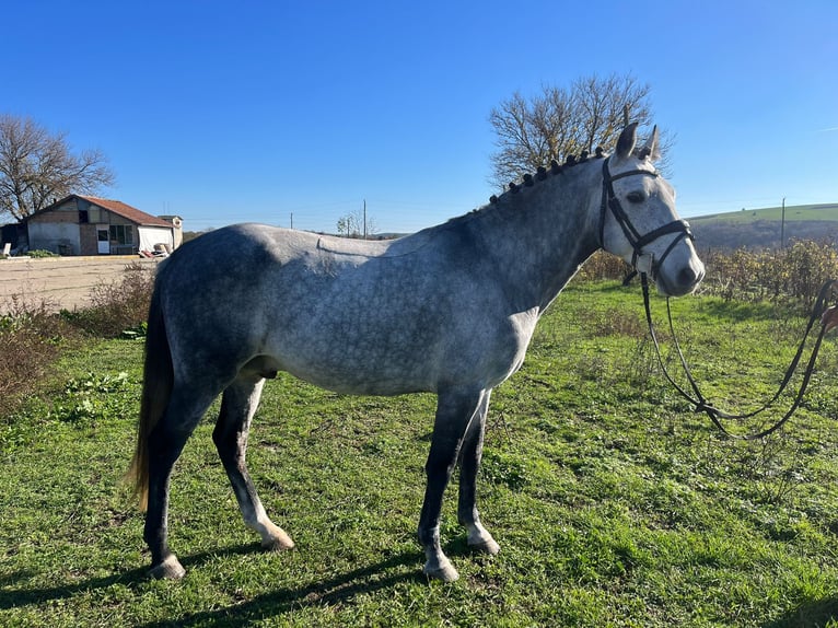 Poni alemán Mestizo Caballo castrado 7 años 143 cm Tordo in Großheide Westerende