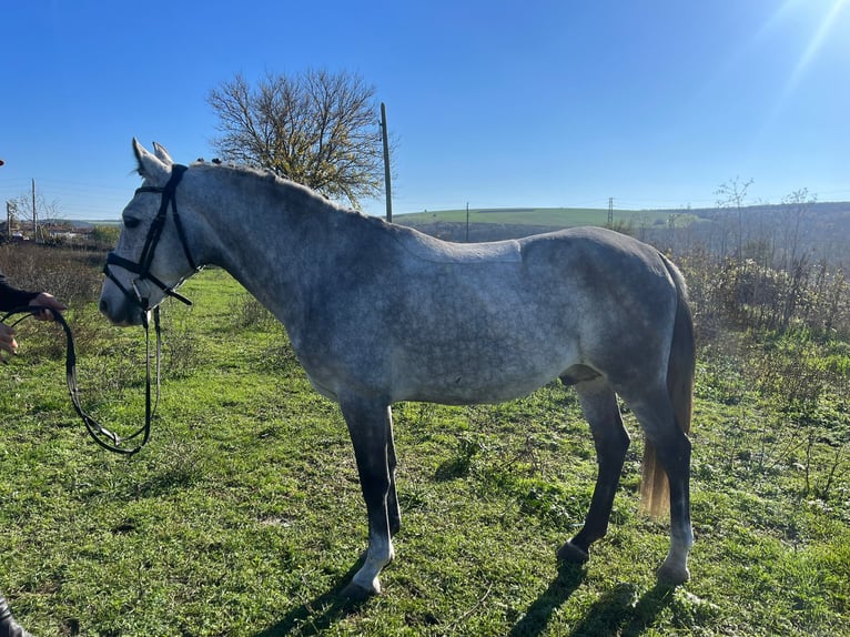 Poni alemán Mestizo Caballo castrado 7 años 143 cm Tordo in Großheide Westerende