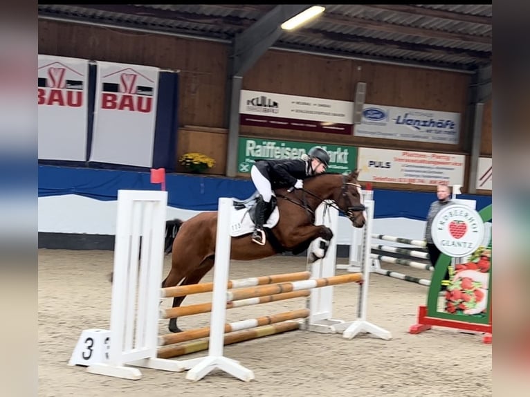 Poni alemán Caballo castrado 7 años 144 cm Castaño in Ollndorf