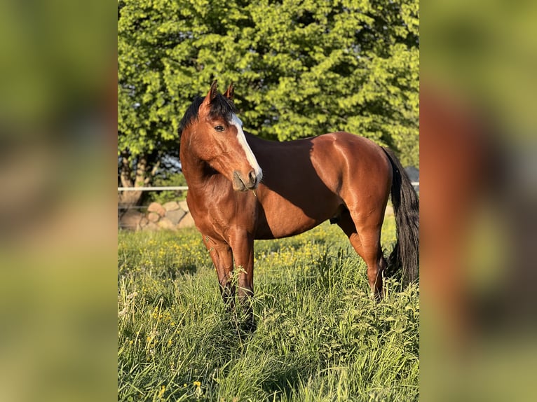 Poni alemán Caballo castrado 7 años 144 cm Castaño in Ollndorf