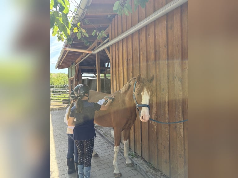 Poni alemán Caballo castrado 7 años 145 cm Alazán in SINSHEIM