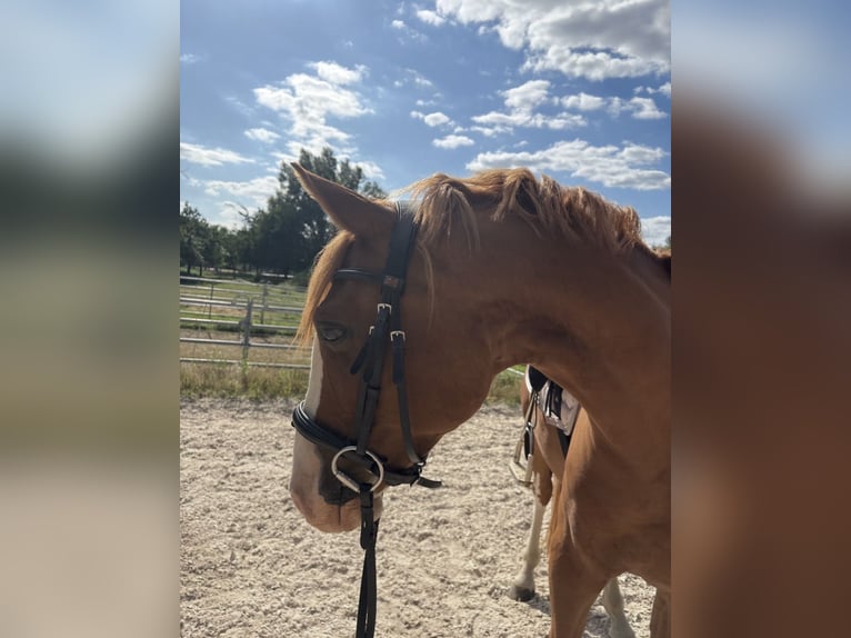 Poni alemán Caballo castrado 7 años 145 cm Alazán in SINSHEIM