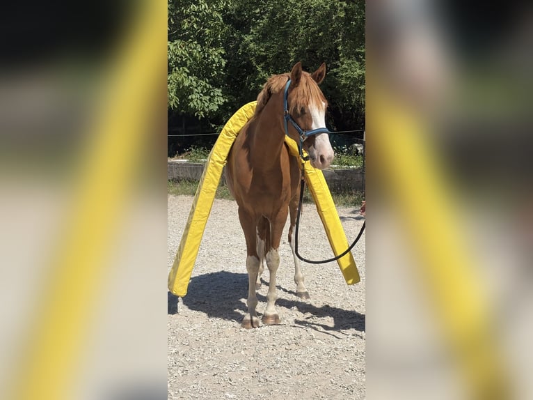 Poni alemán Caballo castrado 7 años 145 cm Alazán in SINSHEIM