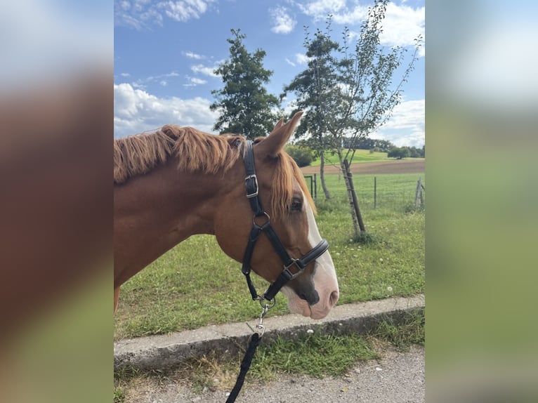 Poni alemán Caballo castrado 7 años 145 cm Alazán in SINSHEIM