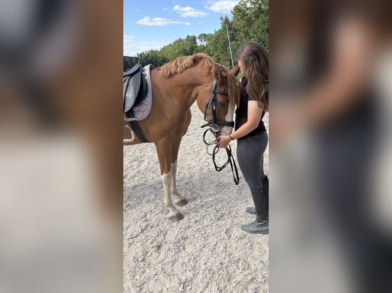 Poni alemán Caballo castrado 7 años 145 cm Alazán in SINSHEIM