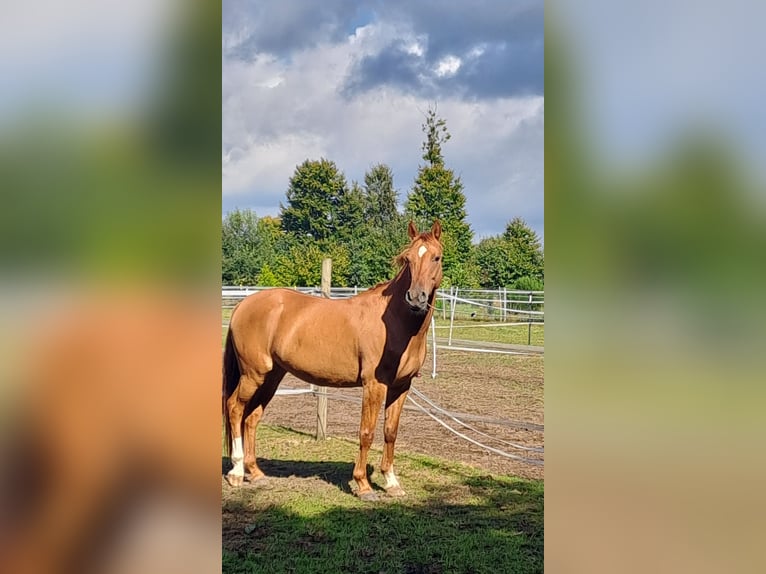 Poni alemán Caballo castrado 7 años 145 cm Red Dun/Cervuno in Schenefeld