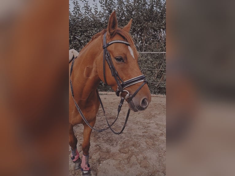 Poni alemán Caballo castrado 7 años 145 cm Red Dun/Cervuno in Schenefeld