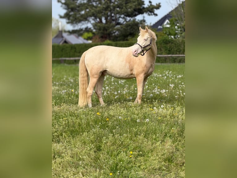 Poni alemán Caballo castrado 7 años 146 cm Cremello in Grevenbroich