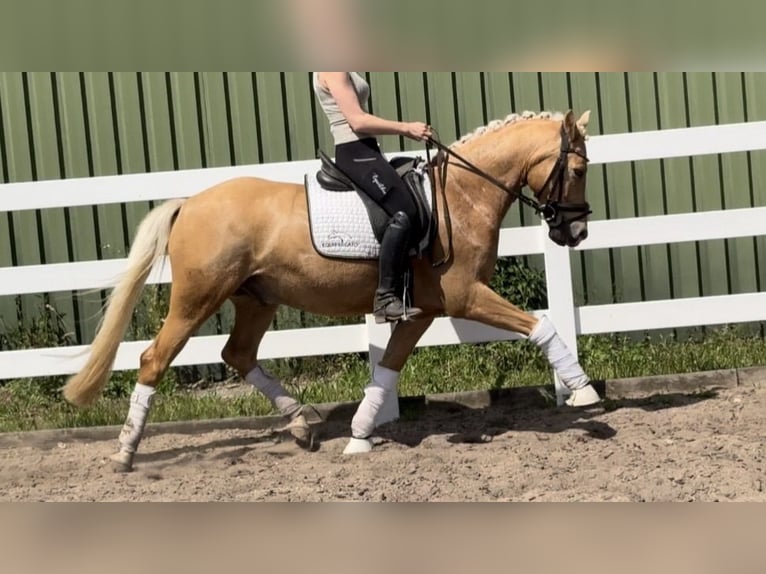 Poni alemán Caballo castrado 7 años 146 cm Palomino in Dätgen