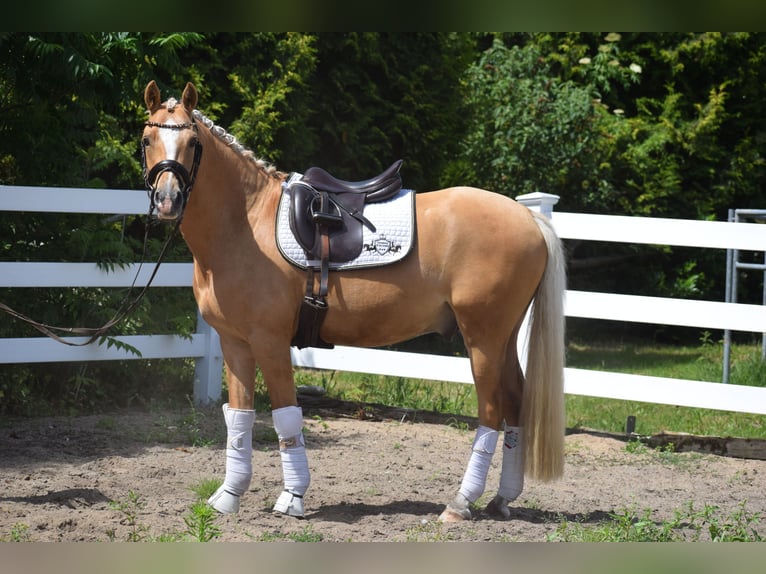 Poni alemán Caballo castrado 7 años 146 cm Palomino in Dätgen