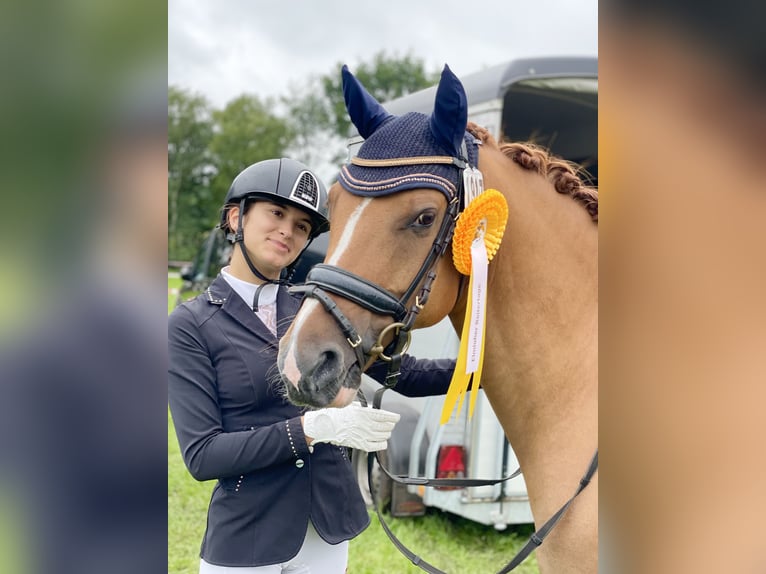 Poni alemán Caballo castrado 7 años 146 cm Red Dun/Cervuno in Reher