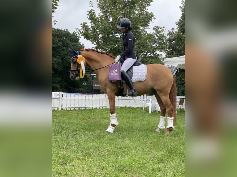 Poni alemán Caballo castrado 7 años 146 cm Red Dun/Cervuno in Reher