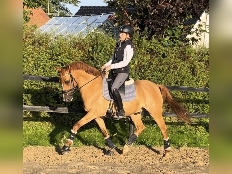 Poni alemán Caballo castrado 7 años 146 cm Red Dun/Cervuno in Reher