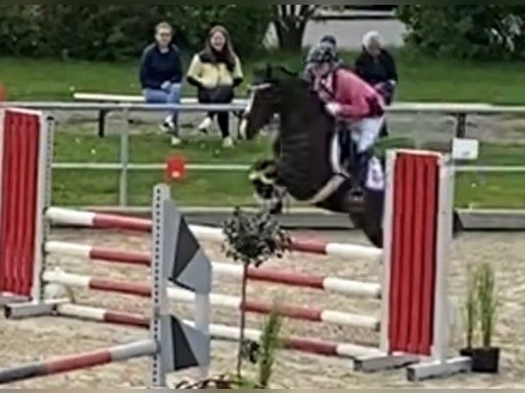 Poni alemán Caballo castrado 7 años 147 cm Alazán-tostado in Fellbach