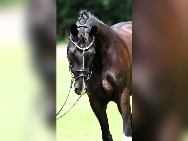 Poni alemán Caballo castrado 7 años 147 cm Negro in Rehburg-Loccum M&#xFC;nchehagenLoccum