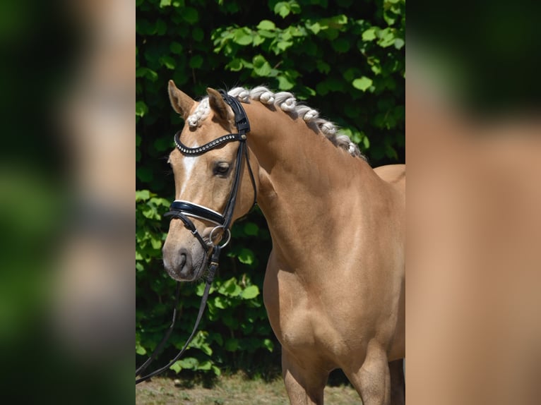 Poni alemán Caballo castrado 7 años 147 cm Palomino in Fürstenau