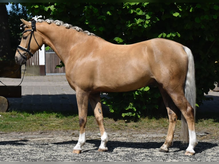 Poni alemán Caballo castrado 7 años 147 cm Palomino in Fürstenau